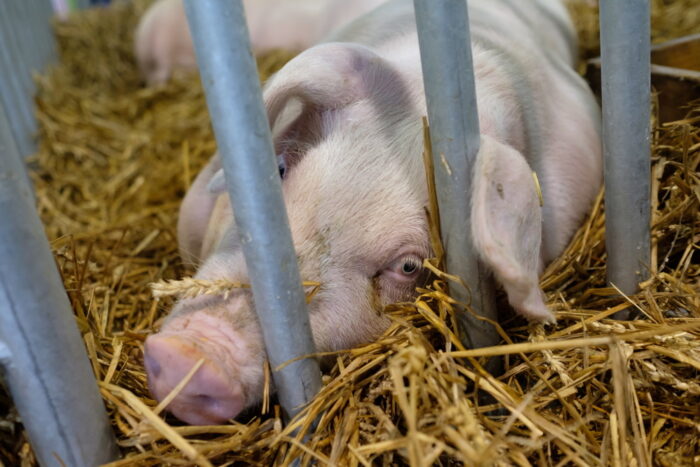 walka z asf, pomoc dla producentów świń, bioasekuracja, odstrzał dzików, krzysztof jurgiel