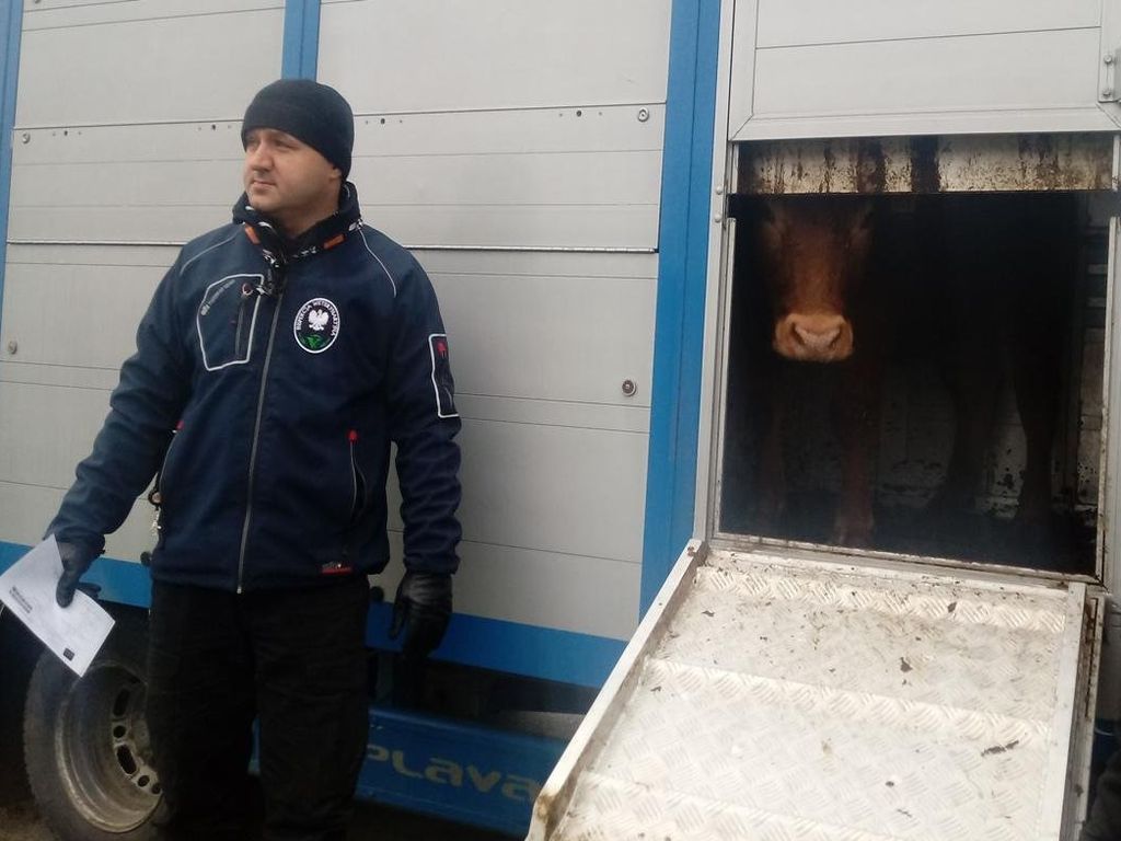 walka z asf, kontrola transportów zwierząt, transport zwierząt, policja, służby weterynaryjne