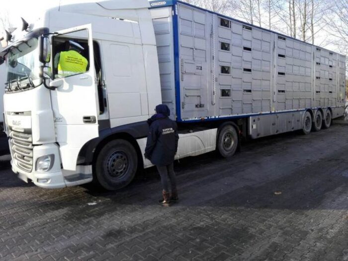 walka z asf, kontrola transportów zwierząt, transport zwierząt, policja, służby weterynaryjne
