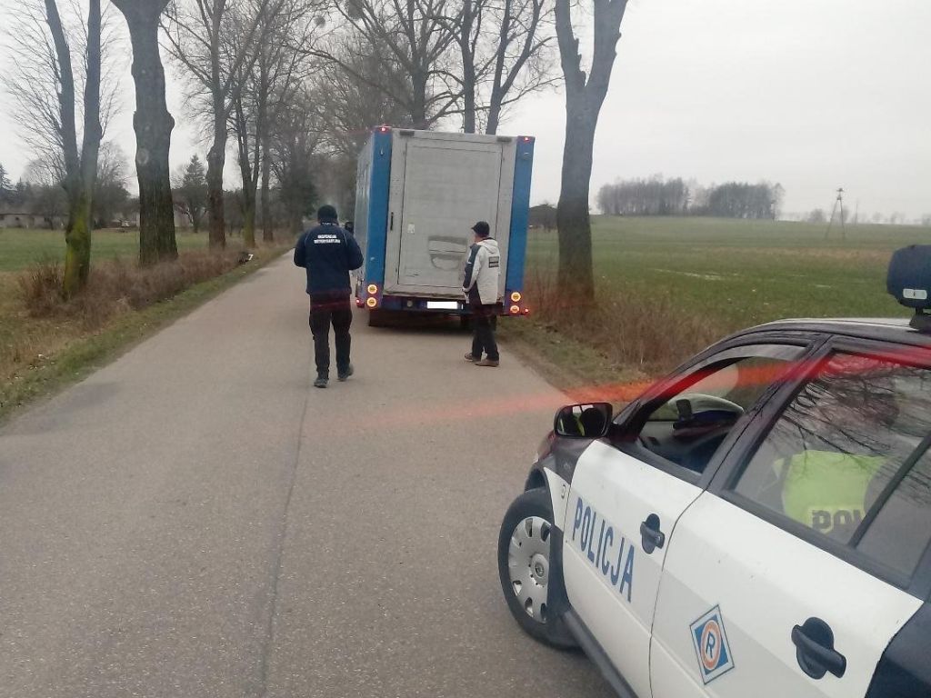 walka z asf, kontrola transportów zwierząt, transport zwierząt, policja, służby weterynaryjne