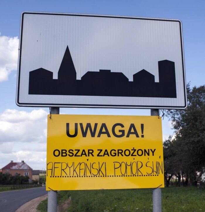 ASF, trzoda chlewna, świnie, dziki, szczepionka na ASF, afrykański pomór świń