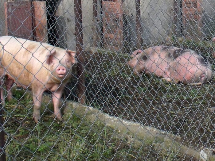 bioasekuracja, walka z asf, asf w polsce, sejmowa komisja rolnictwa