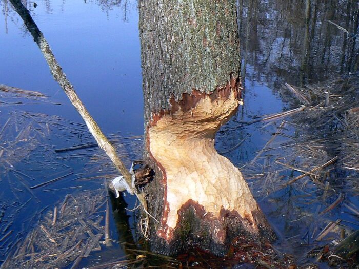 bóbr europejski, szkody wyrządzene przez bobry, odstrzał bobrów, polski związek łowiecki, krajowa rada izb rolniczych