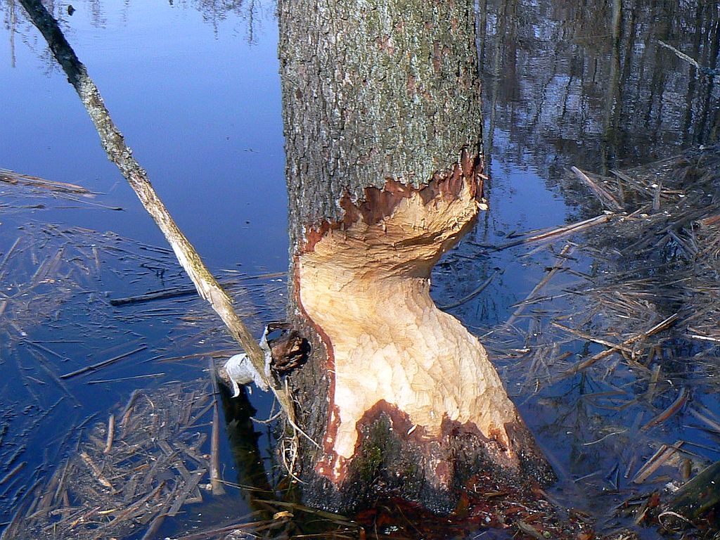 bóbr europejski, szkody wyrządzene przez bobry, odstrzał bobrów, polski związek łowiecki, krajowa rada izb rolniczych