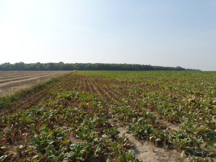 buraki_cukrowe_susza_plon