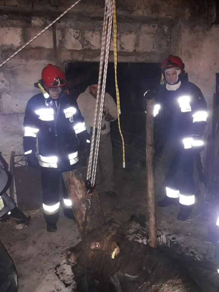 byk uwięziony w kanale obory, Morzewo, Kaczory, Wielkopolska, straż pożarna