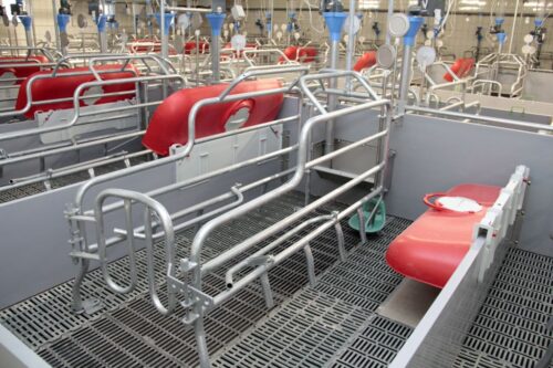 automatyczny chlew, holandia, haaren, Holenderski Urząd Kontroli Żywności i Towarów, hodowla trzody chlewnej