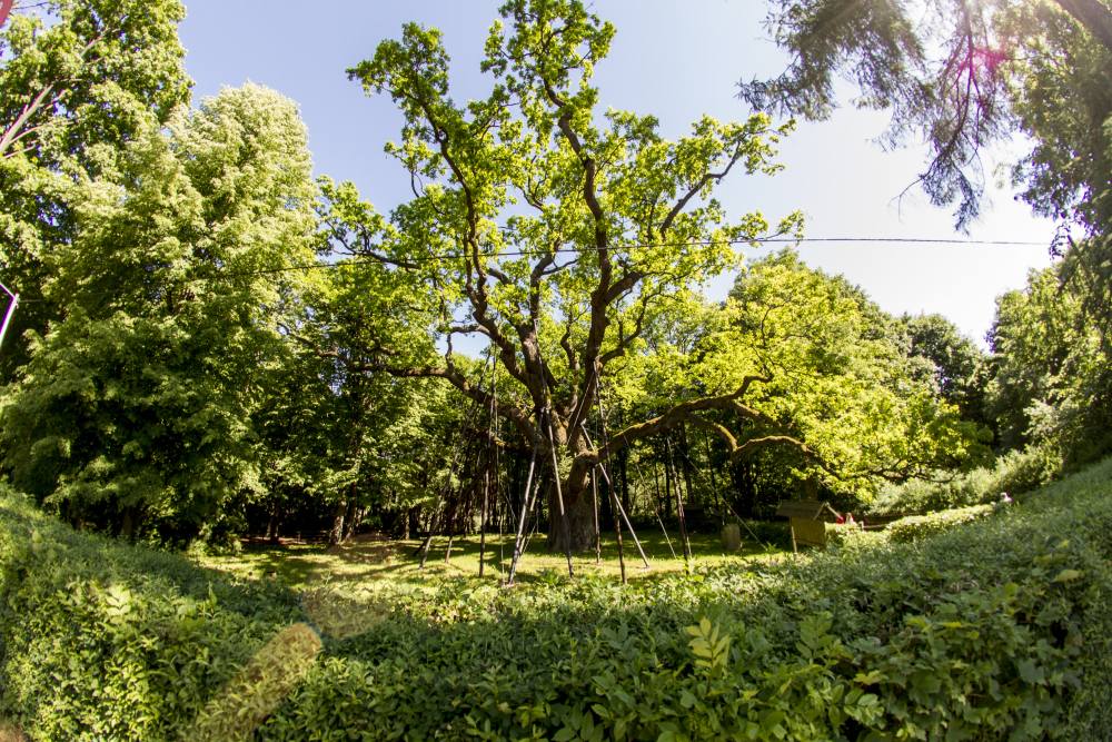 dąb bartek, internet, dąb bartek w internecie, na żywo, internet, przyroda