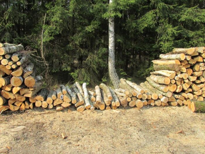 kradzież drewna, złodzieje drewna, lasy, policja, straż leśna, wielkopolska