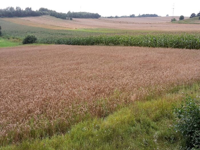 Produkcja rolna na terenach górskich, tereny górskie, jan ardanowski, wspólna polityka rolna