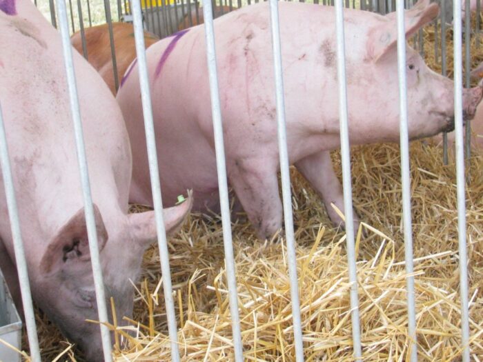 Kujawsko-Pomorska Izba Rolnicza, pogotowie protestacyjne, kujawy i pomorze, walka z asf, ceny żywca wieprzowego