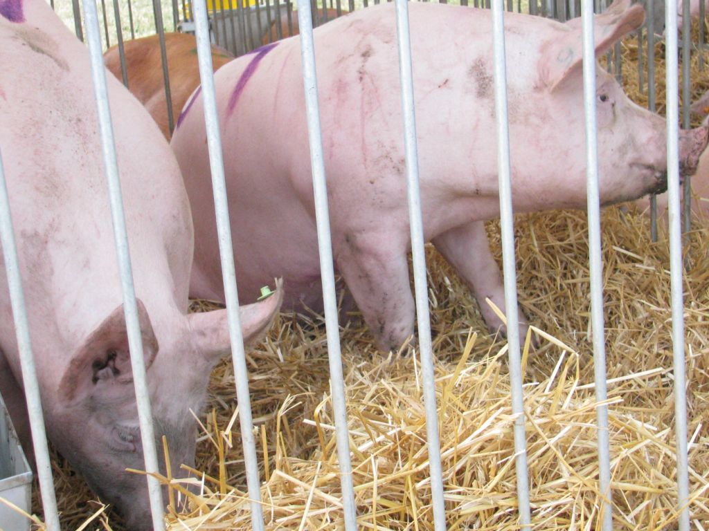 Kujawsko-Pomorska Izba Rolnicza, pogotowie protestacyjne, kujawy i pomorze, walka z asf, ceny żywca wieprzowego