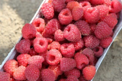 uokik, konkurencja, kontrola, skupy, przetwórcy, maliny