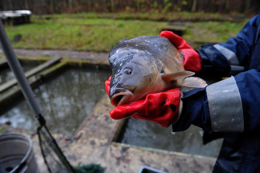 produkcja karpia, Marek Gróbarczyk, ministerstwo gospodarki morskiej i żeglugi śródlądowej, Sławomir Litwin