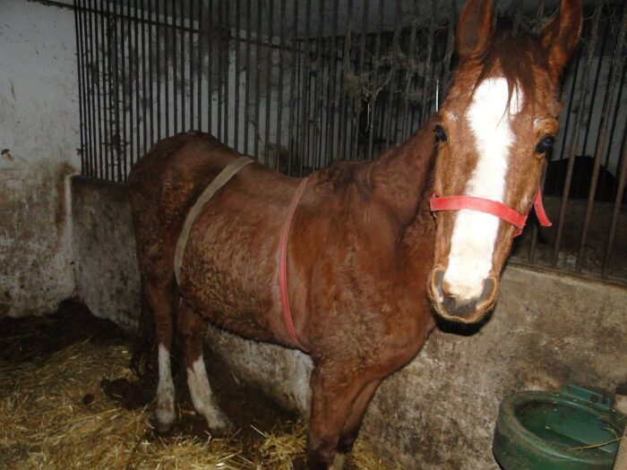 powiat kaliski, wielkopolska, znęcanie się koniami, konie, policja