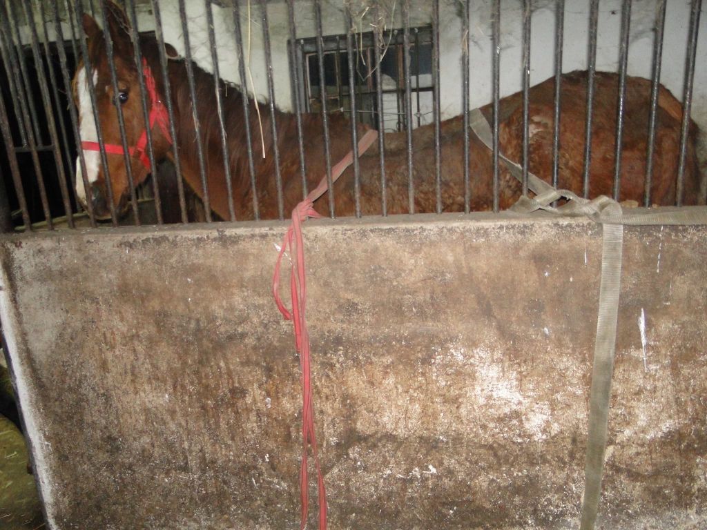 powiat kaliski, wielkopolska, znęcanie się koniami, konie, policja