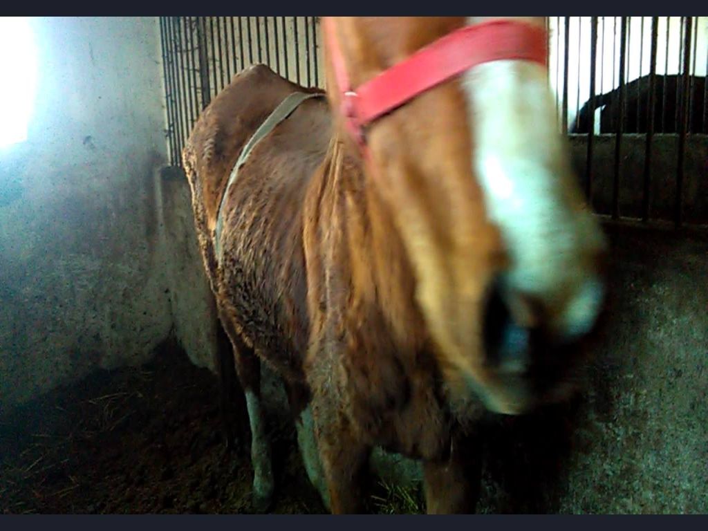 powiat kaliski, wielkopolska, znęcanie się koniami, konie, policja