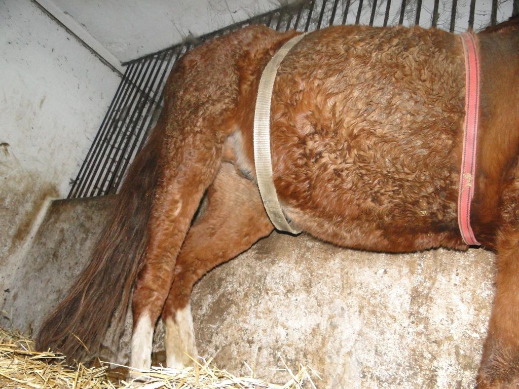 powiat kaliski, wielkopolska, znęcanie się koniami, konie, policja