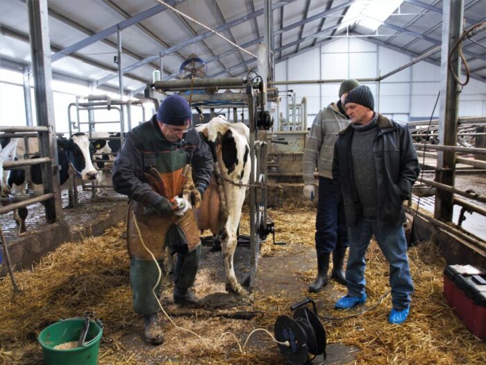 kulawizna, bydło mleczne, Akademia Zdrowej Racicy, Rafał Kapica