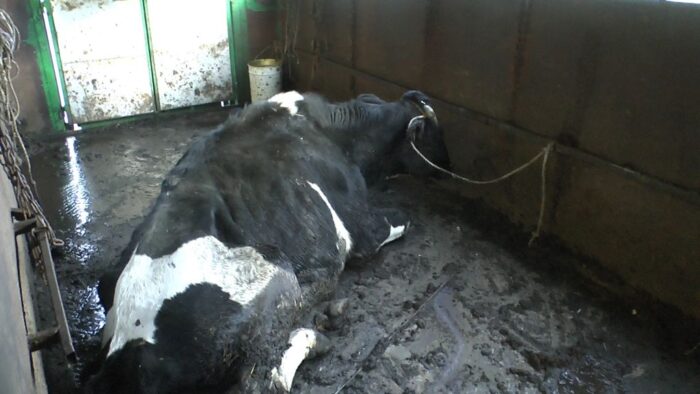 kontrola transportów zwierząt, transport zwierząt, inspekcja transportu drogowego, śląsk, Woźniki, powiat lubliniecki