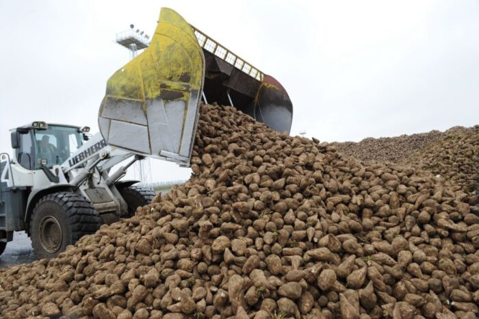 Krajowa Spółka Cukrowa, ksc, polski cukier, produkcja cukru, Sandra Malinowska, uprawa buraka cukrowego