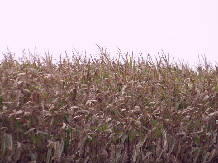 zbiór kukurydzy, kukurydza, woda na polach, mława, mazowsze