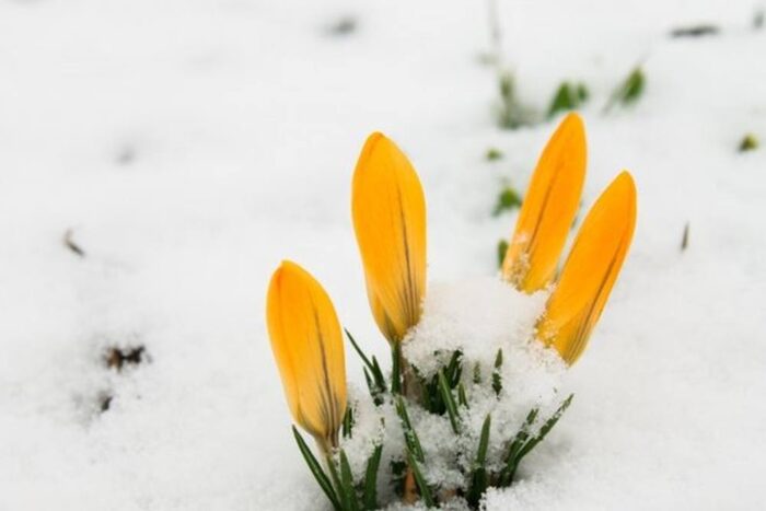 kwiaty, zima, śnieg, mróz, pogoda, wiosna w zimie, SGGW, ogrodnictwo