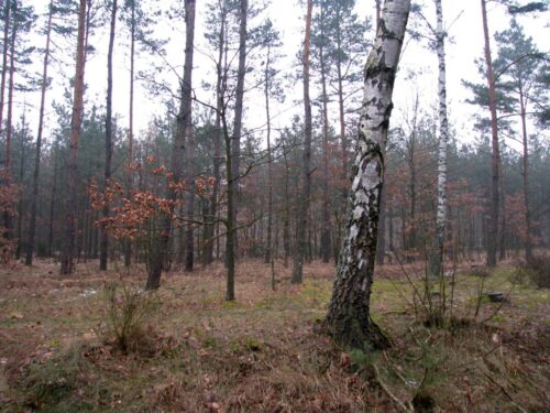 prywatne działki leśne, lasy, rpo, gospodarka leśna, ochrona środowiska