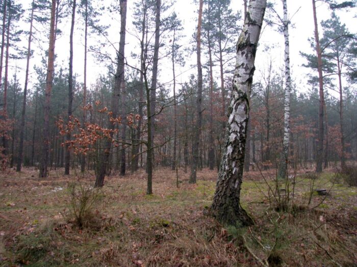 prywatne działki leśne, lasy, rpo, gospodarka leśna, ochrona środowiska