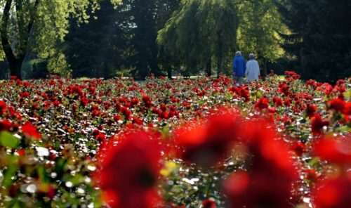 rolnictwo miejskie, użytki rolne w miastach, Barbara Filipek-Mazur, gospodarstwa rolne w miastach