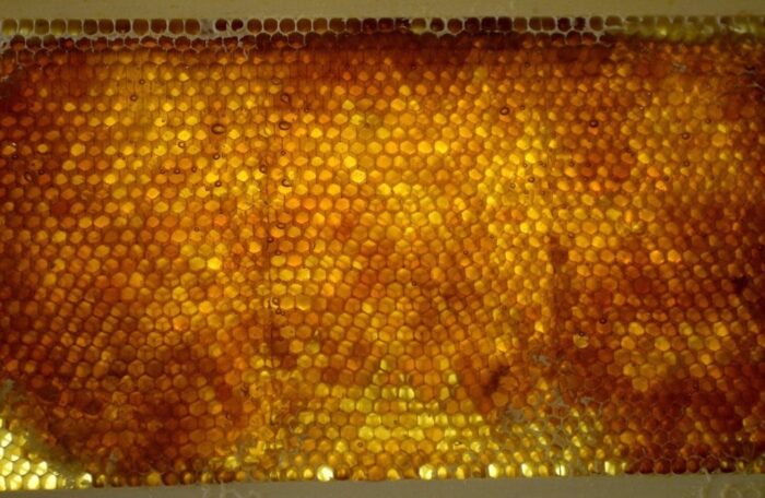 miód, produkcja miodu, ukraina, rośliny miododajne, Maksym Martyniuk, kwoty eksportowe na miód