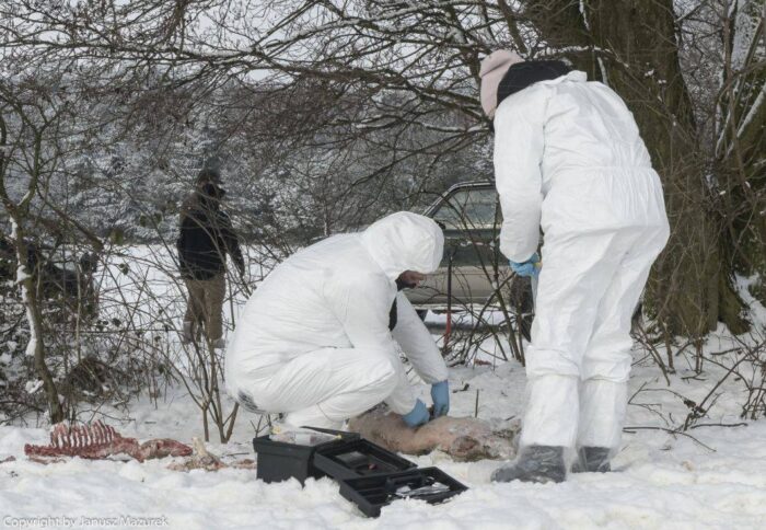 asf, Białoruś, Rosja, padłe świnie