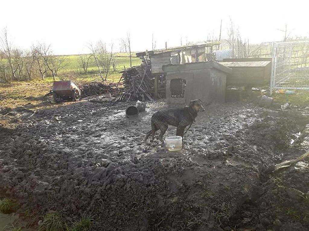 Werkowo, powiat wągrowiecki, wielkopolska, Towarzystwo Opieki Nad Zwierzętami, schronisko dla psów
