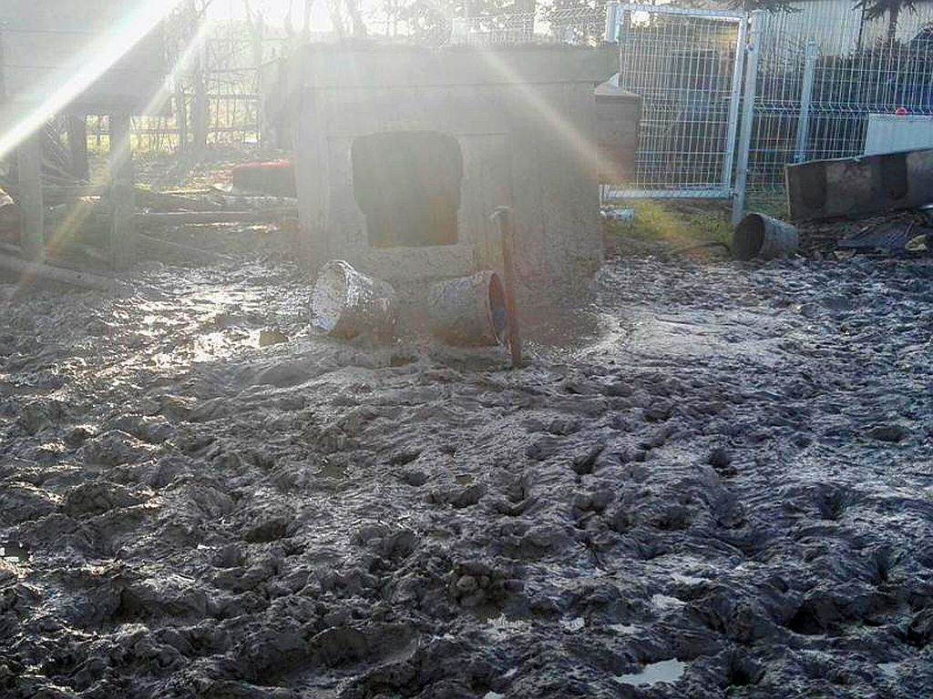 Werkowo, powiat wągrowiecki, wielkopolska, Towarzystwo Opieki Nad Zwierzętami, schronisko dla psów