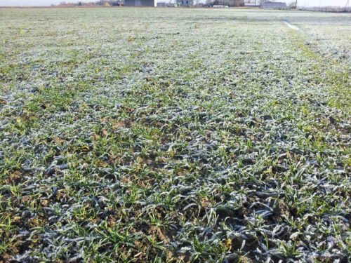 oziminy, plantacja, styczeń