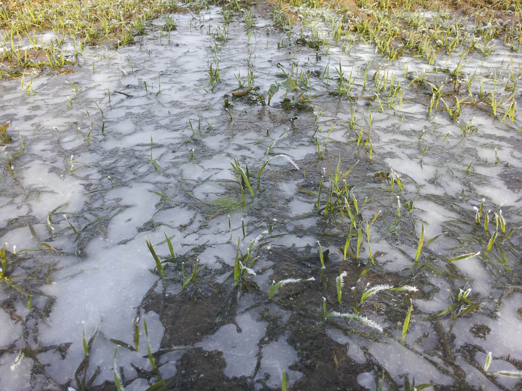 oziminy, plantacja, styczeń