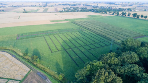 burak cukrowy, poletka, Innvigo, Radostowo