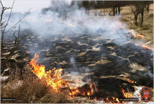 pożar traw, zima, zagrożenie, pożar, OSP, OSP Łomianki, pożar w lesie