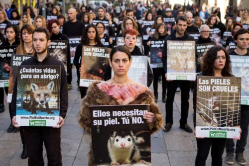 jarosław kaczyński, zwierzęta hodowane na futra, parlament europejski, obrońcy praw zwierząt