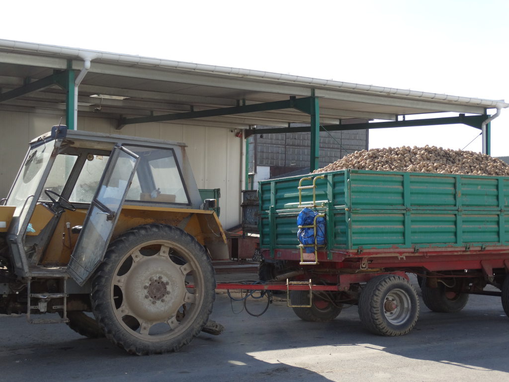 ziemniaki, przyczepa, ciągnik