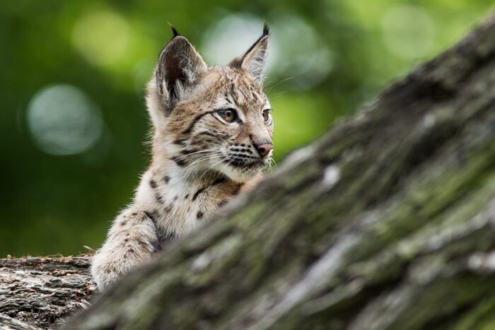 ryś, populacja rysi w polsce, Stowarzyszenie dla Natury Wilk, Robert Mysłajek