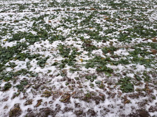 rzepak, grudzień, plantacja, Sahryń