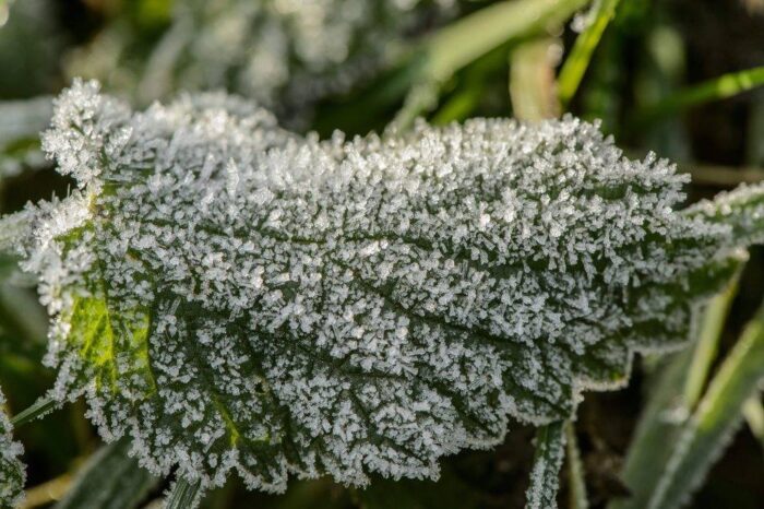 strategie grains, unijny eksport zbóż, rynek zbóż, pszenica