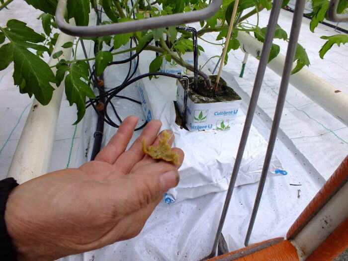 wełan mineralna,szklarnia