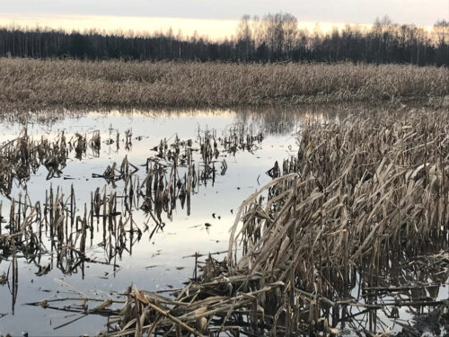 kukurydza, pole, błoto