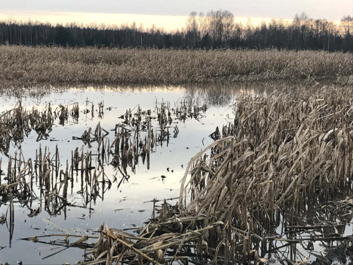 kukurydza, pole, błoto