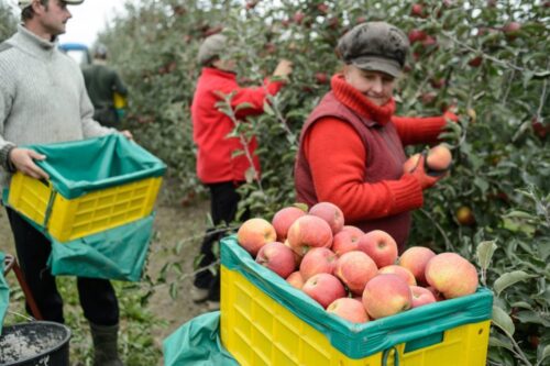 pracownicy sezonowi, praca, pracodawca, praca tymczasowa, rząd, opodatkowanie pracowników sezonowych