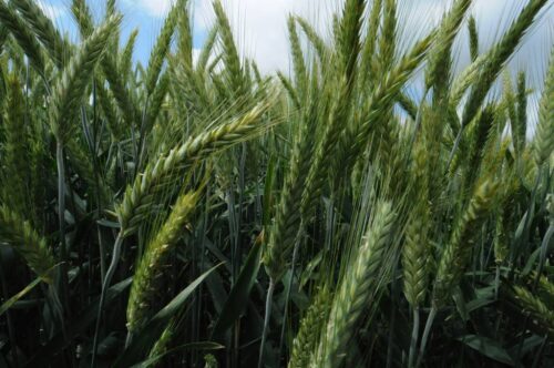 zboza_zbiory_prognozy_ierigz