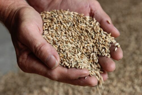 produkcja zbóż, pszenica, zboża paszowe