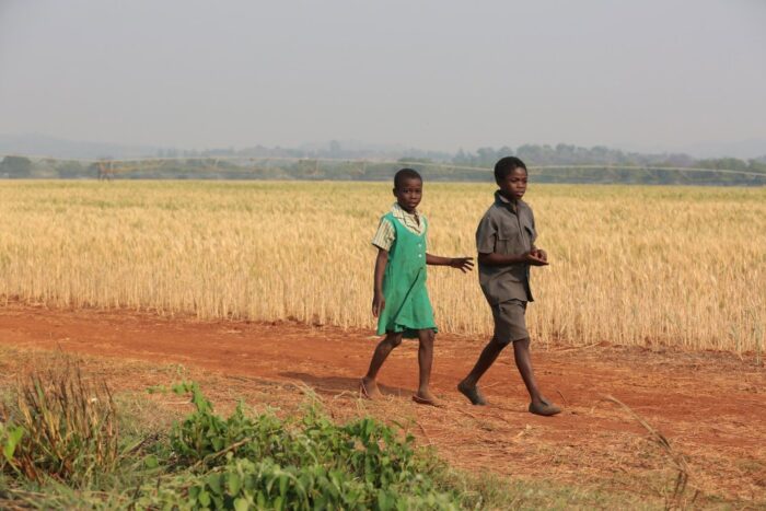 Zimbabwe, afryka, spichlerz afryki, Emmerson Mnangagwa, robert mugabe